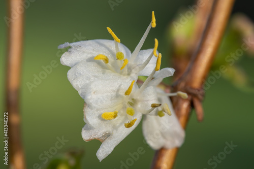 Macro shot of purpus honeysuckle (lonicera x purpusii) flowers photo