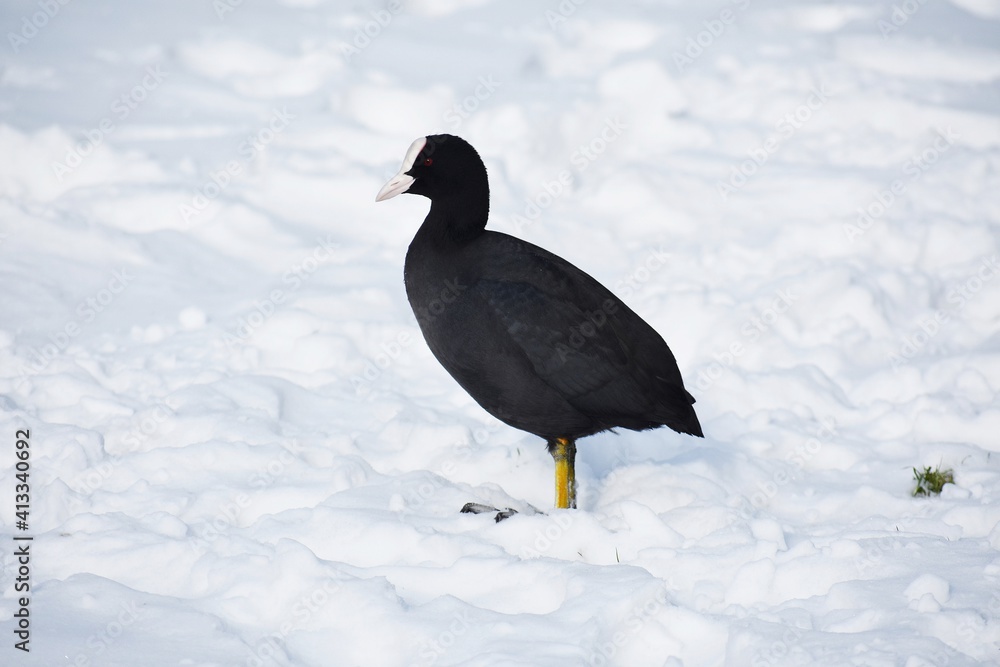 Obraz premium Close up of an Eurasian coot or Fulica atra on snow.