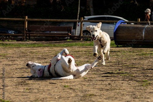 PERROS