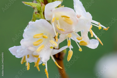 Macro shot of purpus honeysuckle (lonicera x purpusii) flowers photo