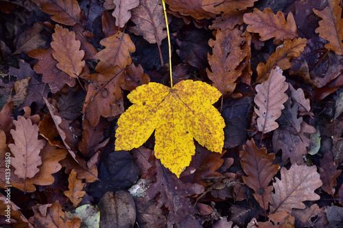 Autumn leaf on the ground