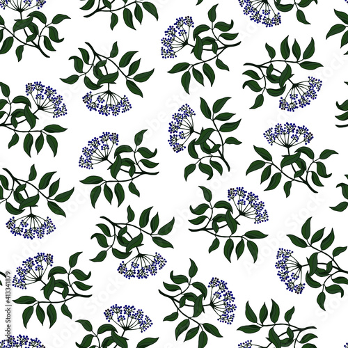 seamless floral pattern of Elderberry black . Vector stock illustration eps10. Hand drawing isolate on white background