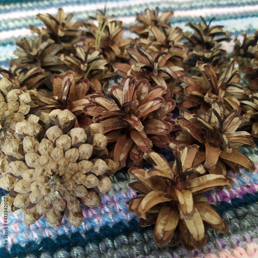 Fototapeta premium Dried spruce cones for crafts.