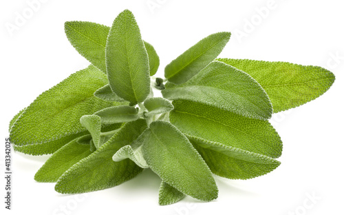 Sage herb leaves  bouquet isolated on white background cutout.