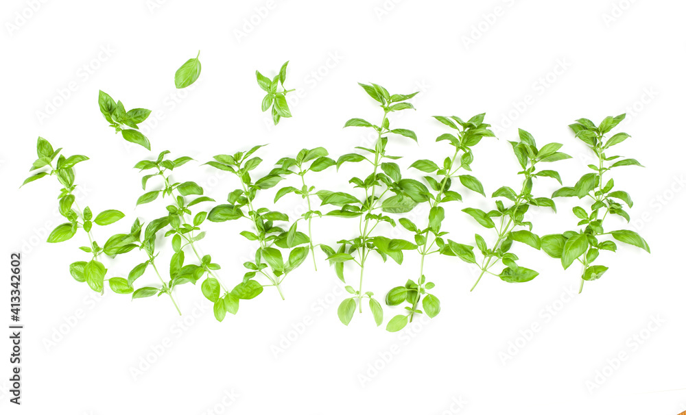 Sweet Genovese basil branch isolated on white background. Flat, Top view. Sweet Genovese basil branch isolated on white background. Flat, Top view.