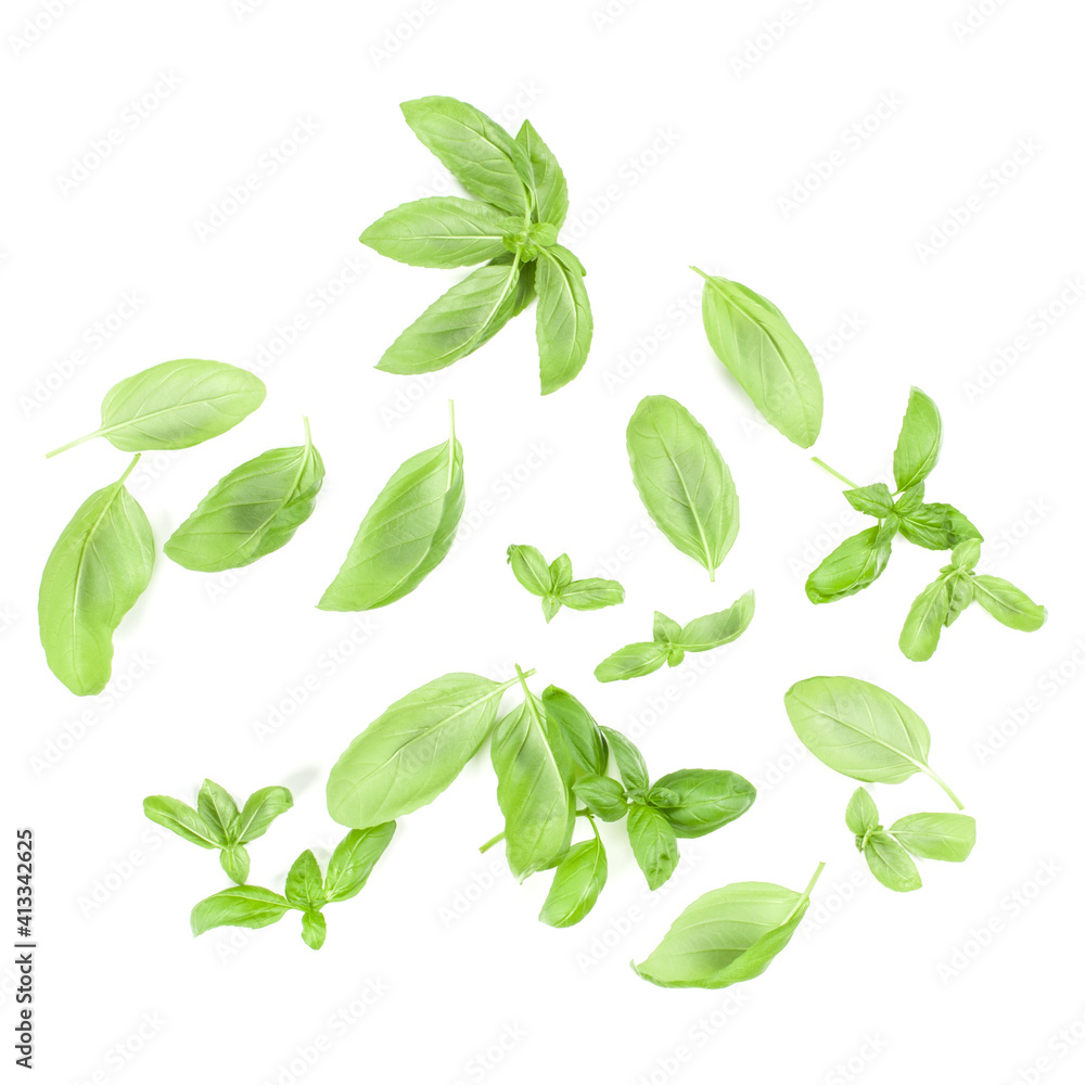 Sweet Genovese basil leaves background arrangement isolated on white. Top view. Sweet Genovese basil leaves background arrangement isolated on white. Top view.