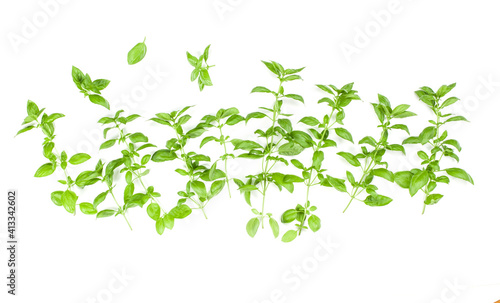 Sweet Genovese basil branch isolated on white background. Flat, Top view.