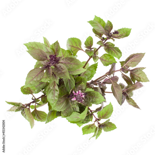 Fresh sweet red basil bouquet isolated on white background cutout. Top view.