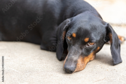 Black dachshund laying on the concrete