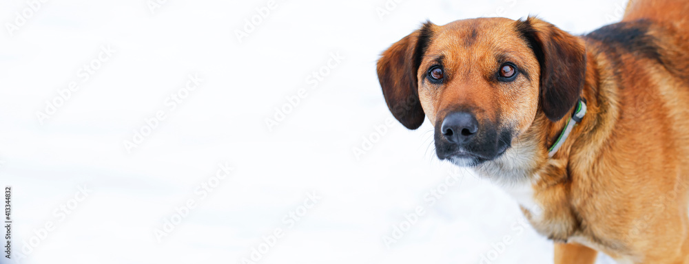 Happy mixed breed dog portrait on white background. Cute view. Banner photo. Happy mixed breed dog portrait on white background. Cute view. Banner photo.