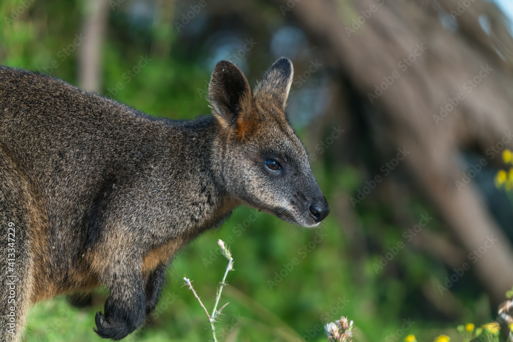 Fototapeta premium wallaby poking around for something to eat in the wild