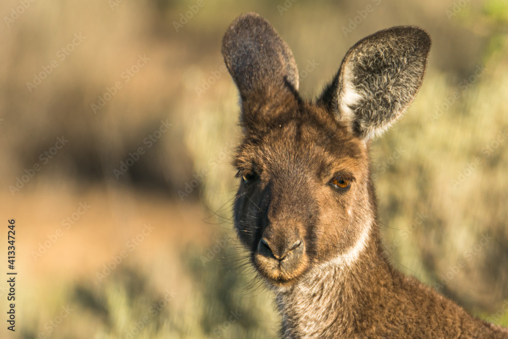 Fototapeta premium closeup of a grey or red kangaroo looking innocent