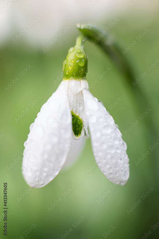lily of the valley lily of the valley