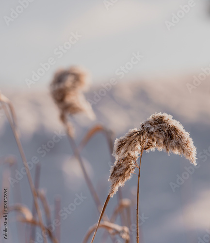 Pampas grass outdoor in light pastel colors. Dry reeds boho style. Abstract natural background