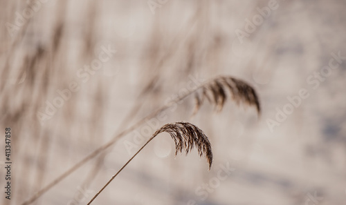Pampas grass outdoor in light pastel colors. Dry reeds boho style. Abstract natural background