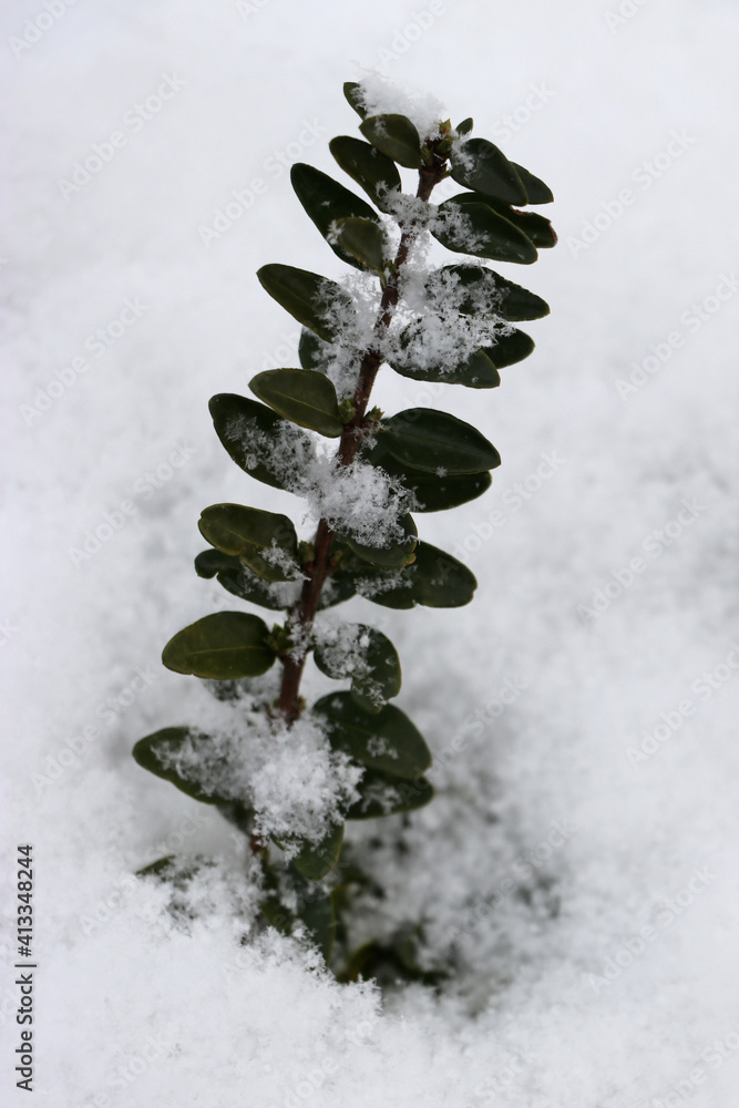 Pflanze, Immergrün, Schnee, Winter, weiß, Blatt, Blätter Stock-Foto | Adobe  Stock