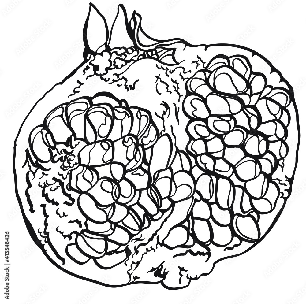 black and white sketch of halved pomegranate fruit
black and white sketch of halved pomegranate fruit