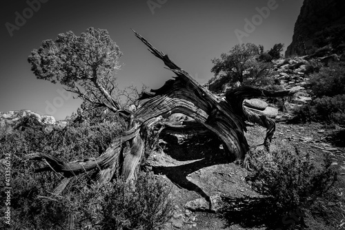 Dead Cedar tree in Zion National Park Utah, USA
