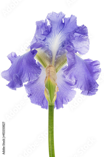 Violet flower of iris, isolated on white background