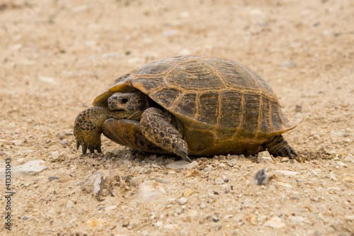 turtle on the sand