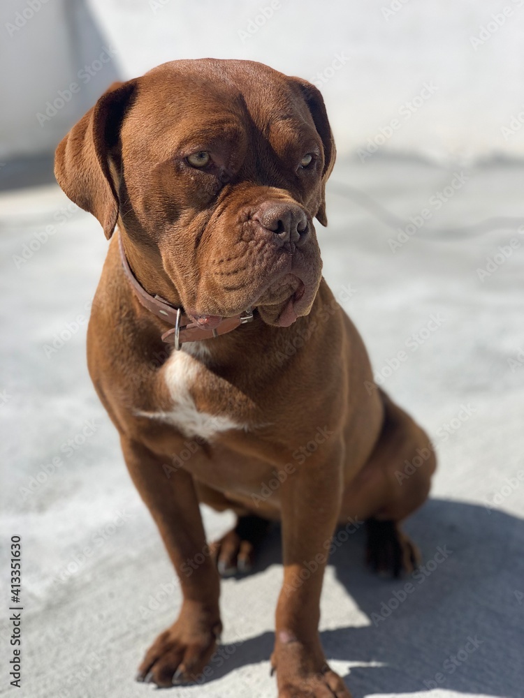 english bulldog puppy english bulldog puppy