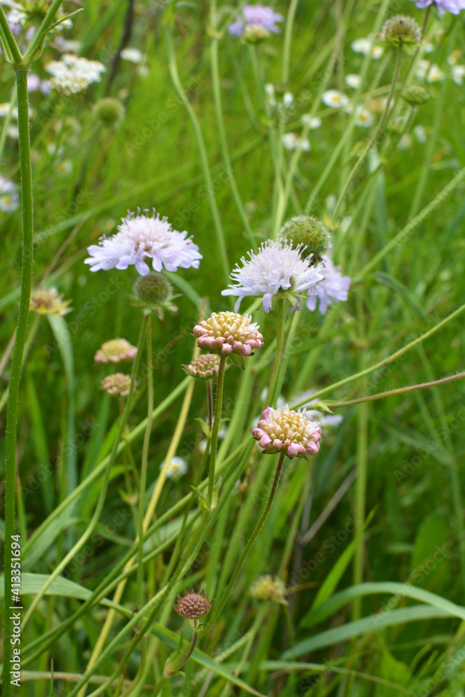 In nature, Knautia arvensis grows among grasses In nature, Knautia arvensis grows among grasses