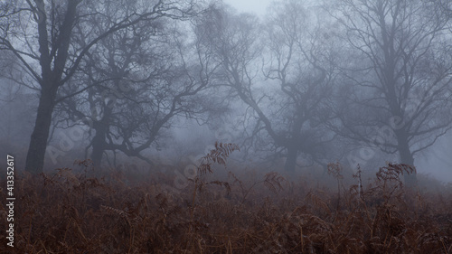 Gesta mgła gory, drzewa,brzozy Glen Lyon5