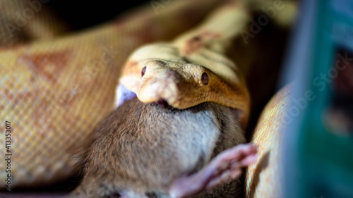 boa constrictor eats a rat. high quality close up photo © mynewturtle