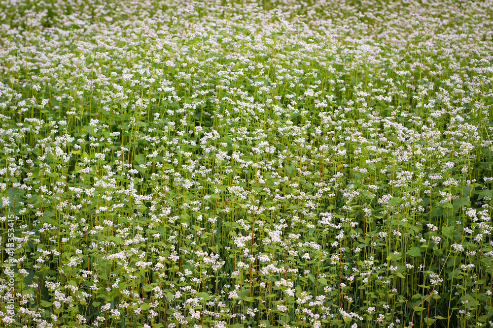 Buckwheat (also know Fagopyrum Mill) field covered with snow-white bloom Buckwheat (also know Fagopyrum Mill) field covered with snow-white bloom