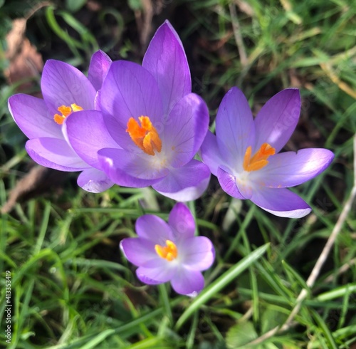 Purple crocus flowers from above with orange stamens and pollen and open petals in dappled sunshine