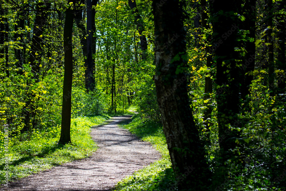 Fototapeta premium Footpath going through the green forest. Sun shining in forest.