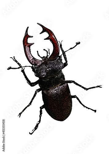 Stag beetle illustration on white background