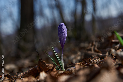 singl crocus in drops of water among the spring forest