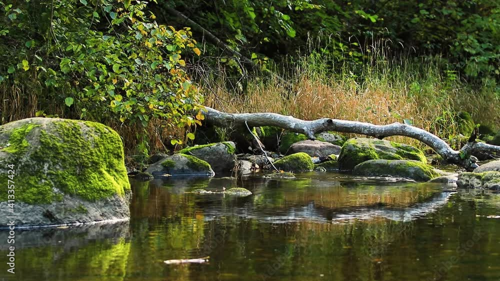 Forest creek in early autumn. Forest creek in early autumn.