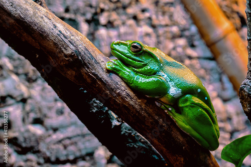 A frog is sitting on a tree . Green amphibian .Taken in close-up .