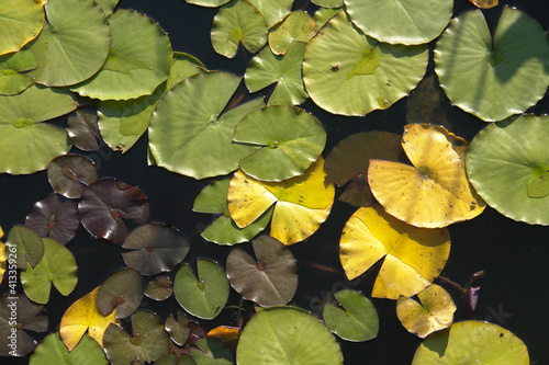 Obraz na płótnie waterlily