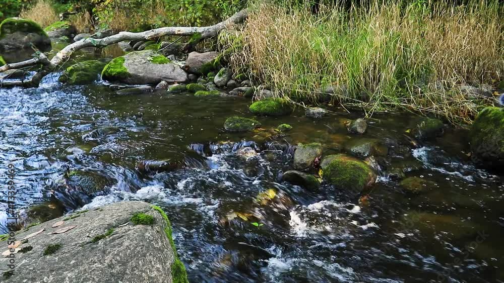 Forest creek in early autumn. Forest creek in early autumn.
