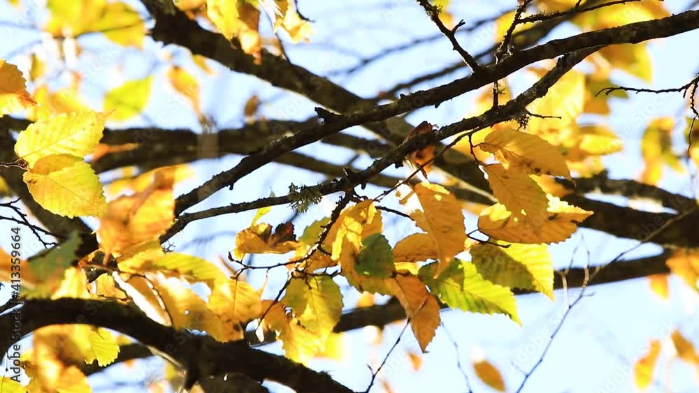 Autumn natural background with tree branches and yellow leaves against a background of clear blue sky .The yellow leaves flutter slowly in the wind. Autumn natural background with tree branches and yellow leaves against a background of clear blue sky .The yellow leaves flutter slowly in the wind.