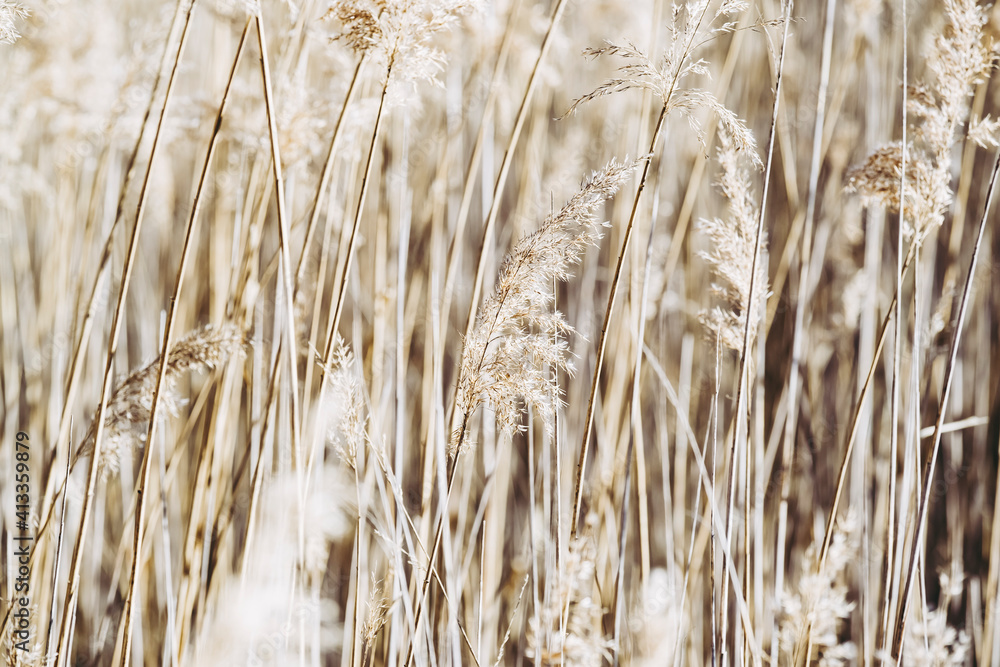 Fototapeta premium Herbes dorées dans le soleil et le vent au bord d'un lac - Détail paysage de campagne