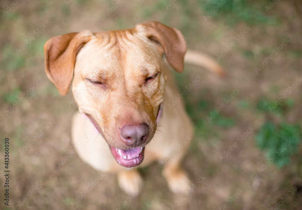 A red Hound x Retriever mixed breed dog sitting with its eyes closed and a happy expression