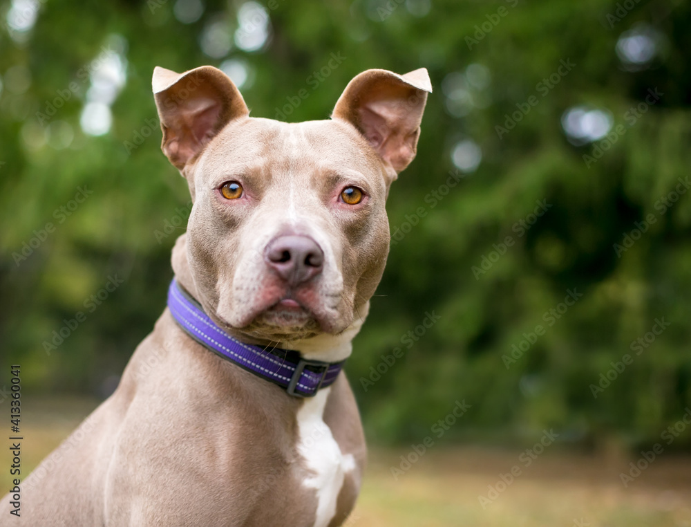 A brown and white Pit Bull Terrier mixed breed dog with large ears, wearing a purple collar and looking at the camera