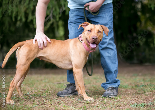 A person petting a red Hound x Retriever mixed breed dog