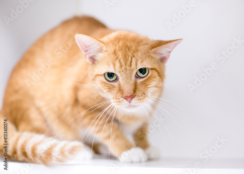 An orange tabby shorthair cat displaying tense body language, crouching and staring at the camera with dilated pupils and a cranky expression