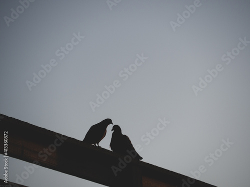 pidgins kissing 