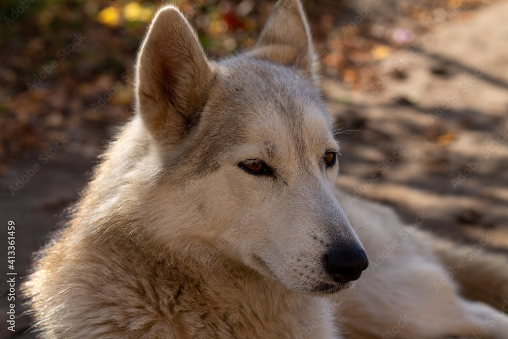  White dog that looks like wolf. It lies in half turn. Close up - headshot