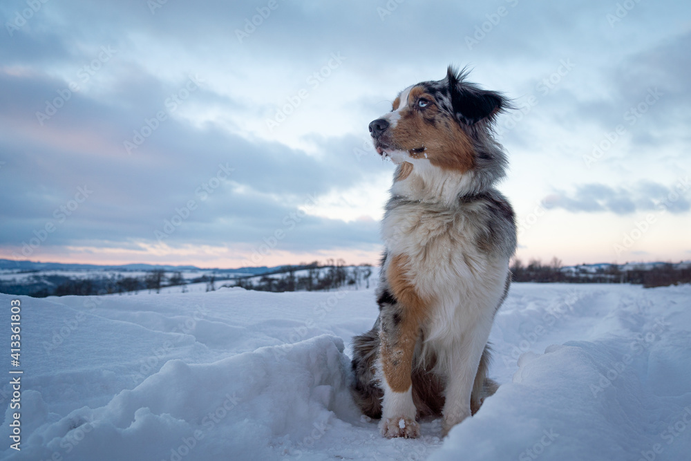 australian shepherd on the snow sitting clouds australian shepherd on the snow sitting clouds