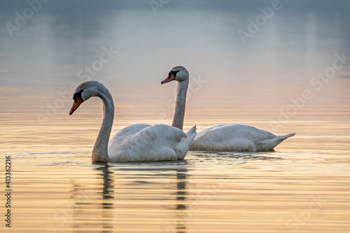swans Lake sunset winter water bird white