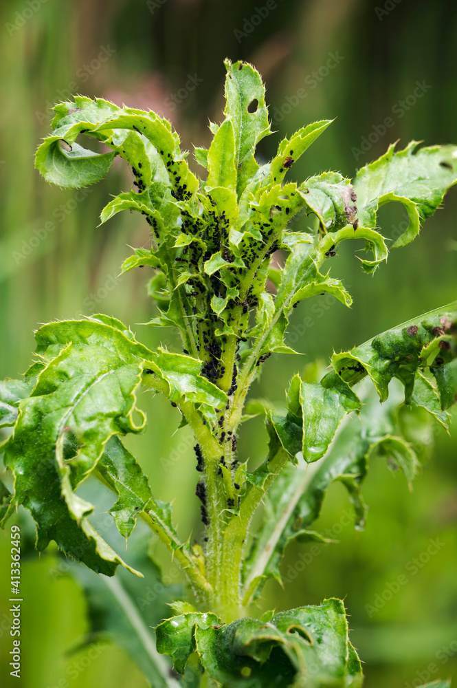 Black aphids on green leaves of thistle.
