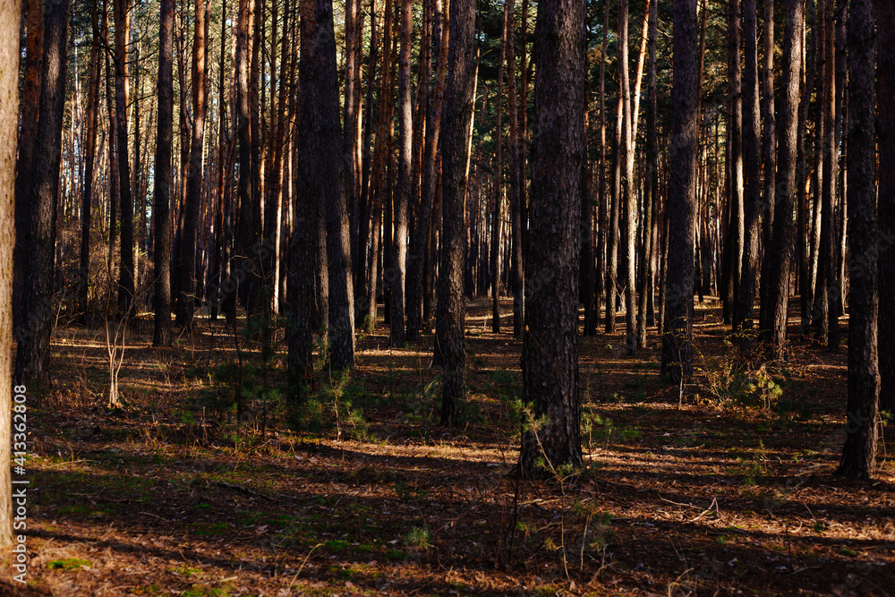 Obraz premium Wooded forest trees