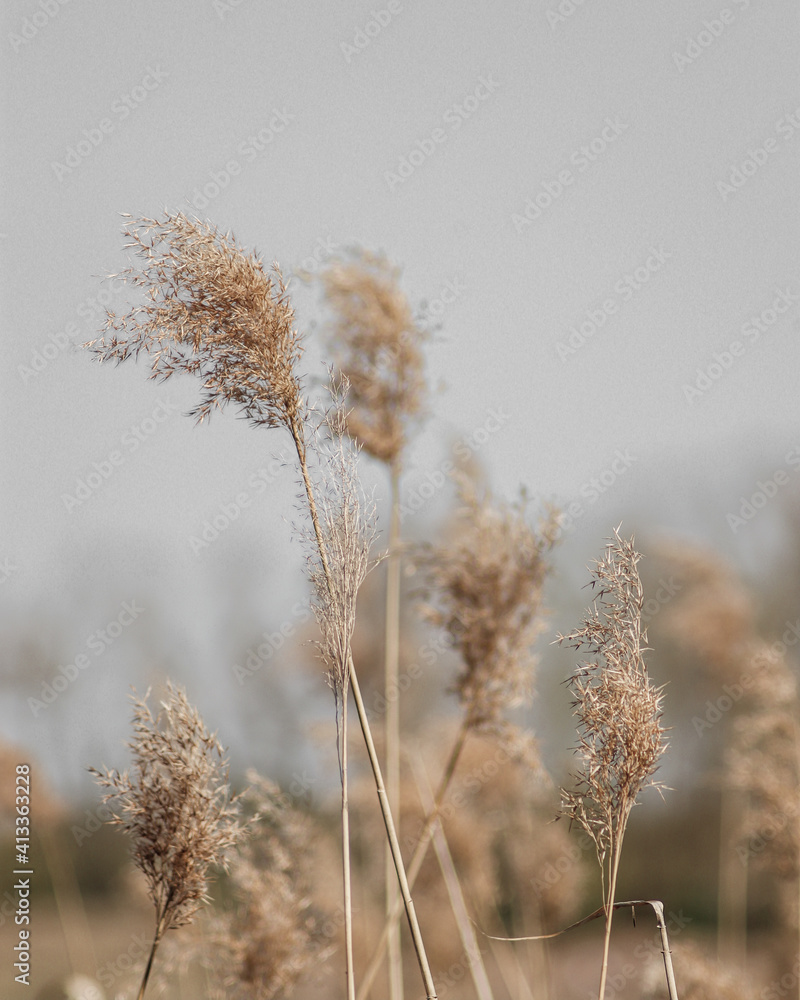 reeds reeds